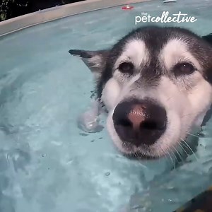 What's your favorite backyard activity? | Try Not to Laugh