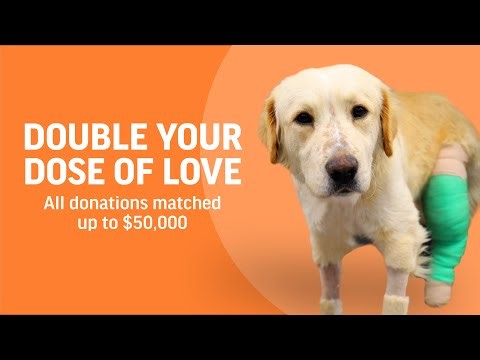 Dog Survives a Gunshot Wound Thanks to You