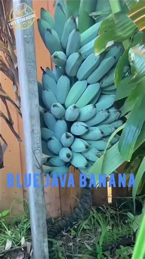 Blue java Banana !