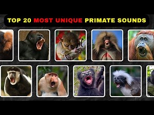 When Primates Calls — 20 Most Unique Primate Sounds You’ve Never Heard Before