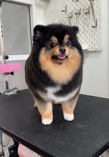 Grooming Pomeranian: Tips and Techniques