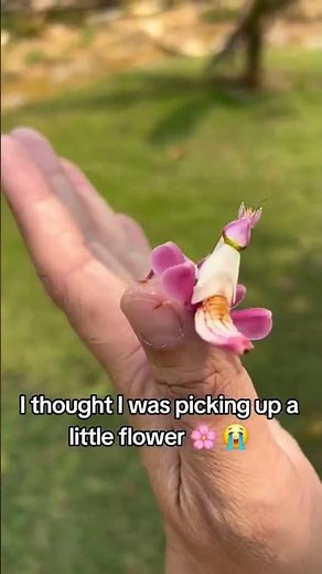 🌸 Orchid Mantis: The LIVING FLOWER That HUNTS! 😲 (Hymenopus coronatus – Perfect Camouflage Exposed)