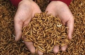 SA Company Takes Maggot Farming to the World - Agri4Africa