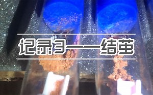 【蜜罐蚁（小丑mimicus）】记录3——结茧