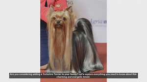 Yorkshire Terrier 101: Everything You Need to Know