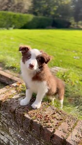 Introducing a new member of the Oliver family Conker Oliver and just a few rather extraordinary Kelly Bronze Turkeys 🦃 KellyBronze Turkeys | Jamie Oliver