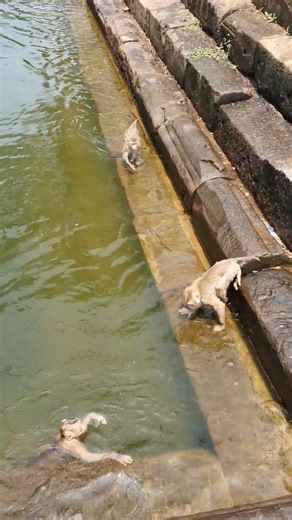 Wildlife short tail snd long tail monkey playing in pool #monkey #animallife #wildlifeshorts