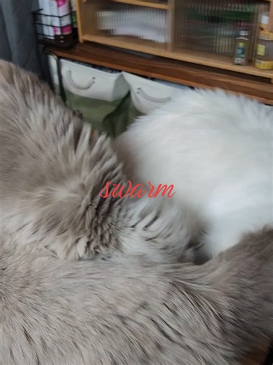 After a night shift at work and coming thru my door, im always met by the swarm! Feels wonderfully chaotic each time! #catsoftiktok #ragdoll #petlover #cat #mainecoon