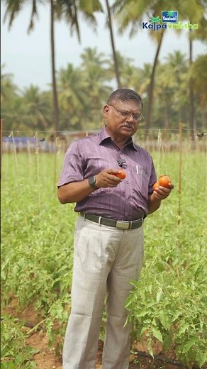 How to ripe fruits with ethylene gas produce by tomato