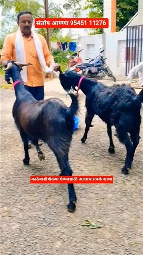 काठेवाडी शेळ्या घेण्यासाठी आत्ताच संपर्क साधा संतोष अण्णा चाळीसगाव #कानबाई #अहिराणी_स्टेटस