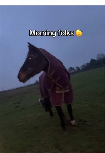 Morning Routine for Equestrian Enthusiasts