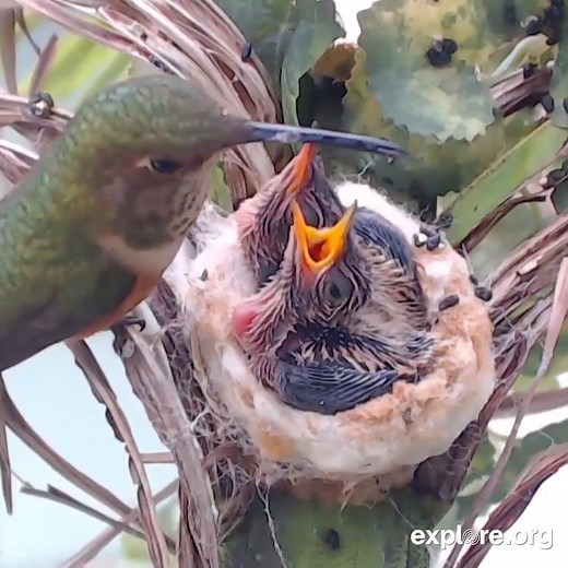 49K views · 10K reactions | Our favorite bird cam is back! Watch Bella the hummingbird raise her young in sunny California. Click 'Watch More' to view now. | explore.org | Facebook