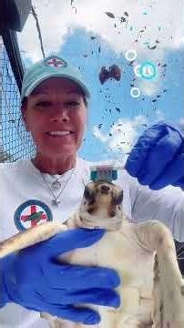 Spa Day for “Tot”, a juvenile loggerhead sea turtle at The Turtle Hospital 🐢🩵! #resc