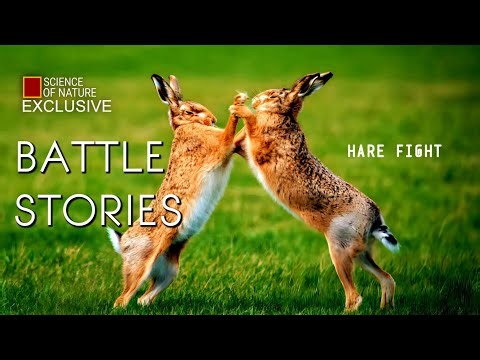 Male & Female Wild Hares Extremely Fighting for Breeding Rights | Battle Stories #Exclusive