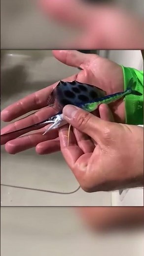 He Caught a Baby Sailfish! Unbelievable Ocean Moment