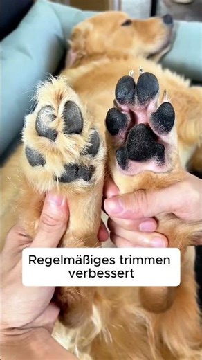 Viele Hunde leiden, weil die Pfoten nicht aktiv gepflegt werden…