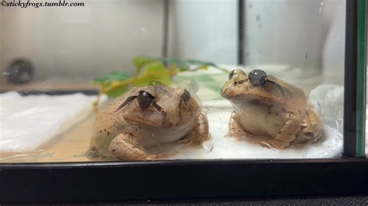 Beverley and Trevor have tried Tweezer Crickets again! Trevor still says No! | Stickyfrogs