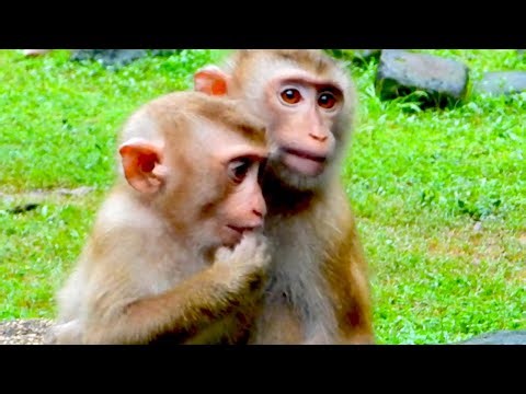 Monkey Shares a Sweet Moment With His Best Friend