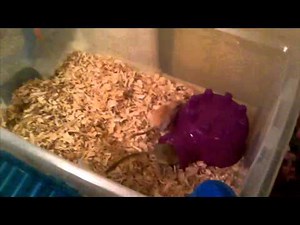 how to set up a gerbil home/ habitat