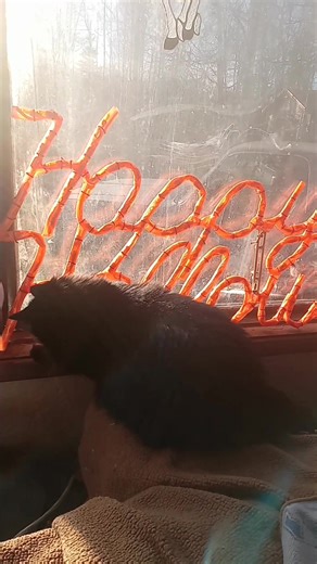 Zipper & Mr Fly playing Tag | Debi Erickson