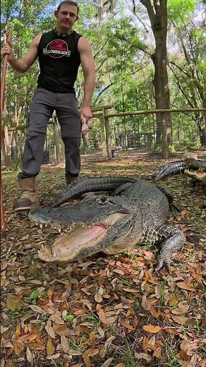Feeding gators