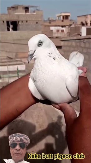 Kaka Butt Pigeons | Pakistani Kabotar | Desi Kabotar |High Flyer Kabotar
