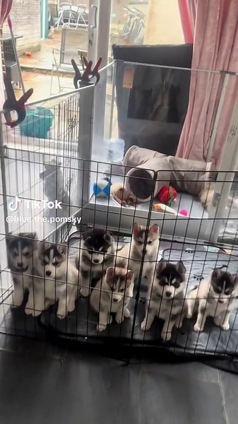 The way they all wait for me to come to them just melts my heart every single time 🥹💞 No matter what I’m doing, as soon as they hear me coming, those little faces line up like this — tails wagging, eyes sparkling, and all ready for cuddles! 🐾🩶 My gorgeous Pomsky babies — pure love in fur form 😍🐶 #Pomsky #PomskyPuppy #PomskyLove #DogTok #puppiesoftiktok @Josh @Nadia travels 🌎 @Deity Aesthetics & Education @Cal @T.editz @🪼 @❦𝓍𝒜𝓋𝒶𝓍❦