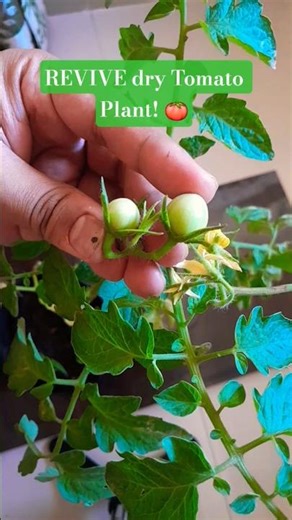 How to Revive dry tomato🍅plant|recovery tips #shorts #relaxing #gardening #tomato #plantcare #nature
