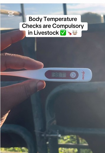 Importance of Regular Body Temperature Checks in Livestock
