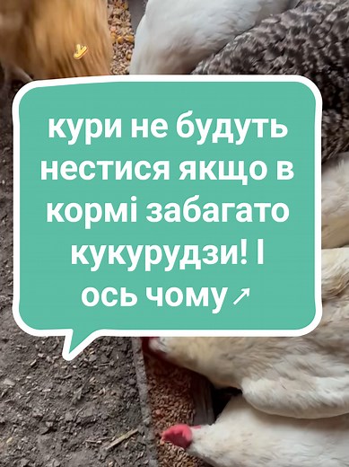 Зерносуміш для курей-несучок: правильний рецепт на 10 кг
