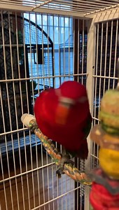 Baby Bird the chattering Lory chatting away | A Helping Wing Parrot Rescue