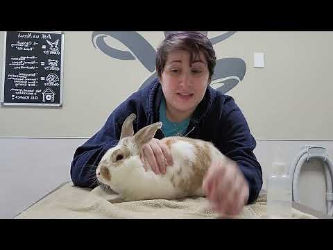 Pet Care Basics: Rabbit Ear Medications