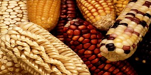 Why Ancient Corn Cannot be Genetically Modified | Genetics And Genomics