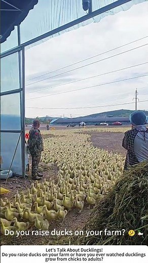 Ducklings on the Move – A Parade of Fluffy Cuteness! 🐥🦆