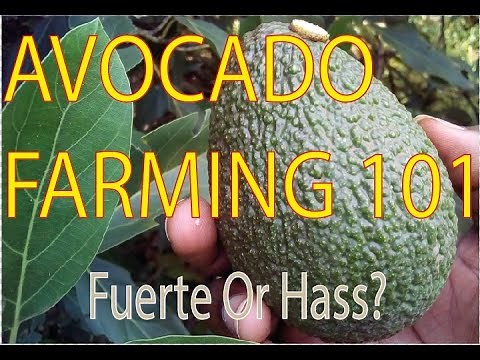 Avocado Farming 101- Fuerte Or Hass