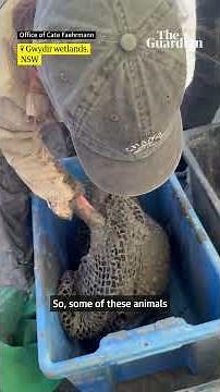 Scientists dig broad-shelled turtles stuck under mud in dried up wetlands