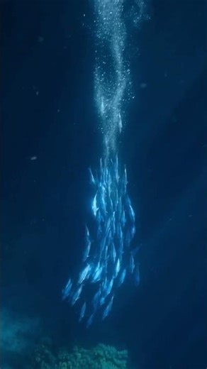 Ice Anywhere, Even During Power Outages | Homevol Lithium Power Ice Maker