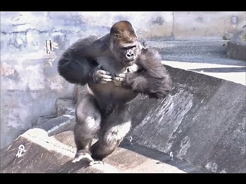 ゴリラのドラミング part1 （胸をポコポコ） / 東山動物園