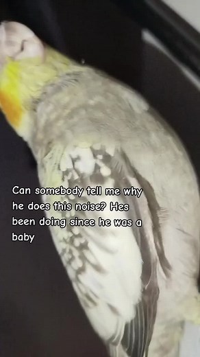 Understanding Your Cockatiel's Behavior
