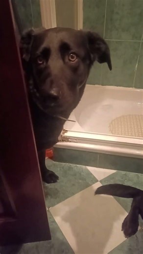 Mis perros no me dejan solo ni un segundo 🚽🐶