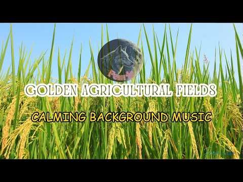 Golden Agricultural Fields | Peaceful Relaxation Music