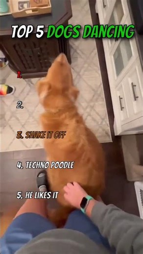 Top 5 Dogs That Can DANCE 🐶🕺