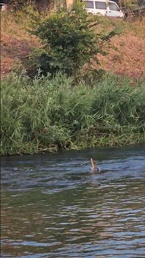 今年も絶好調のえひめ河川肱川 鮎の友釣り #釣り #fishing