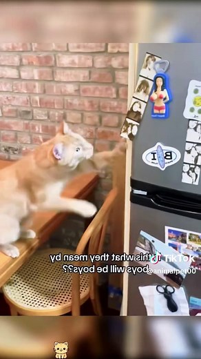 Understanding Orange Cat Behavior