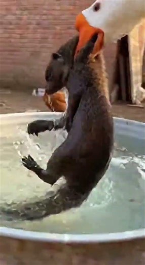 Mongoose Attacks… Goose Fights Back! #funny #moments #wildlife #animals