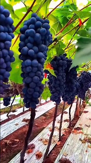 Amazing Benefits of Grapes | Improve Health, Skin & Heart Naturally