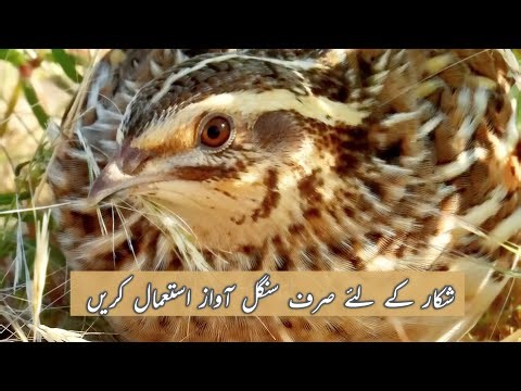 Female batair ki awaz | female quail sound madi batair ki awaz