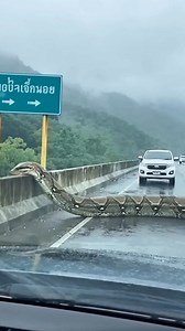 190K views · 293 reactions | I didn't know they can grow so big - AI | Earth Wonders | Facebook