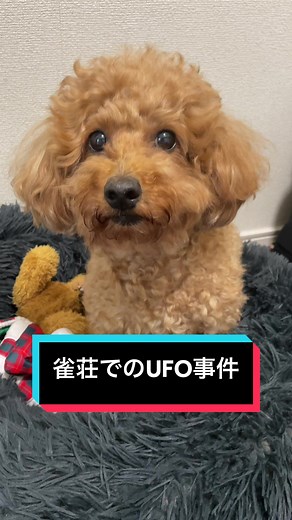 愛犬と過ごした雀荘のUFO事件
