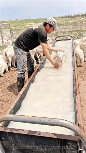 Why Farmers Wash Goats Before They Join the Herd #rurallife #livestocklife #farm